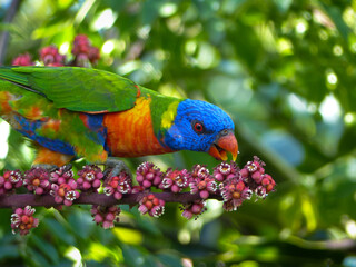 Rainbow Lorikeet feeding on Umbrella Tree Flowers