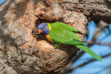 Rainbow Lorikeet resting at nest entrance