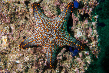 Fototapeta premium starfish in the sea
