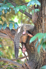 真夏の猛暑日に夏バテ気味の東京のハクビシン
