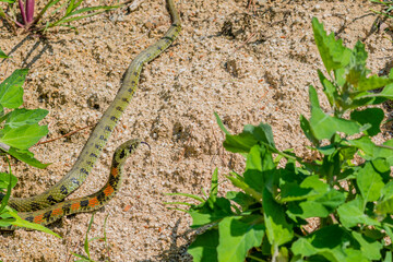 Garter snake in garden