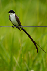 fork-tailed flycatcher on a wire in Ibera