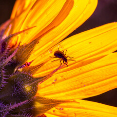 Bug outline backlit on the yellow petals of a flower