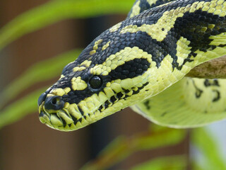 Jungle Carpet Python, (Morelia spilota cheynei)