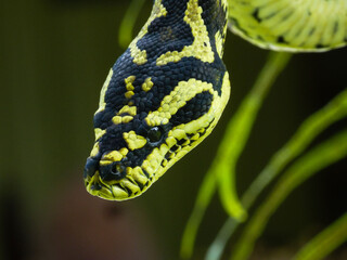 Jungle Carpet Python, (Morelia spilota cheynei)
