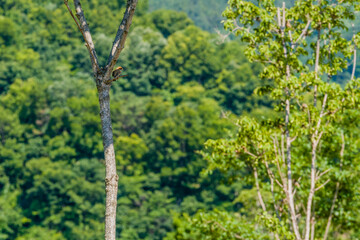 Obraz premium Single sparrow perched on branch