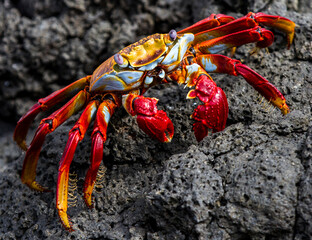 red crab on a rock, Sally lightfoot crab