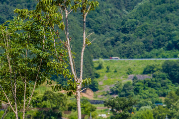 Sparrows perched in a tree
