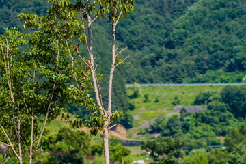 Fototapeta premium Sparrows perched in a tree