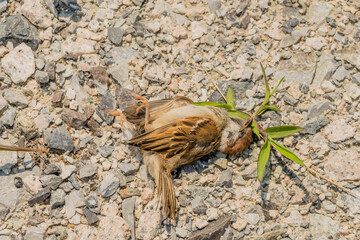 Dead sparrow lying on ground