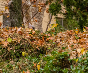 Turtledove perched on bush.