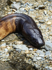 Black-headed Python (Aspidites melanocephalus)