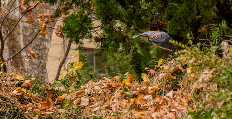 Oriental turtledove in flight