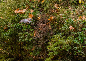 Turtledove perched on bush.