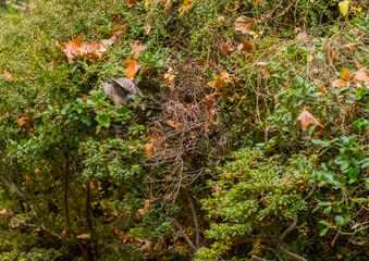 Turtledove perched on bush.