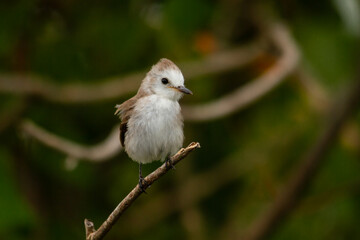 Female bird perched on a branch