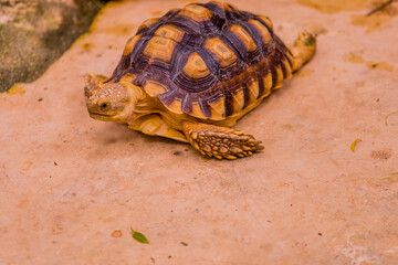 African Spur Thigh Tortoise