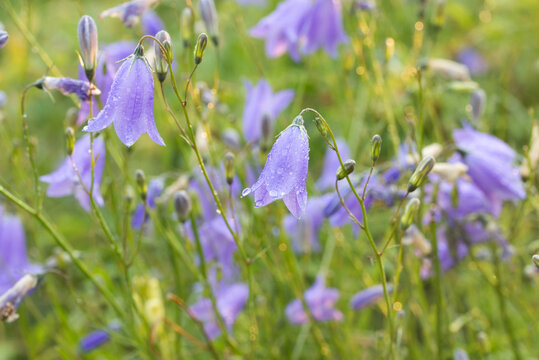 Campanula rotundifolia, harebell, Scottish bluebell violet flowers macro selective focus