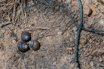 Three brown snail shells