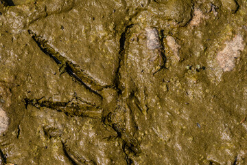 Closeup of foot print of gray heron