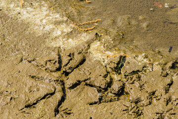 Closeup of foot print of gray heron