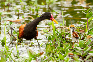 Brazilian Wattled Jacana of the species Jacana jacana on the aquatic plant Pistia stratiotes