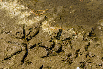 Closeup of foot print of gray heron