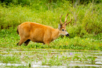 Marsh deer -Blastocerus dichotomus- in Ibera, Argentina