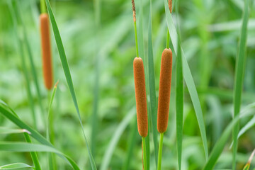 Ears of Southern Cattail, Typha domingensis