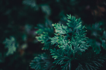 Selective focus closed up tropical summer green leaf background.
