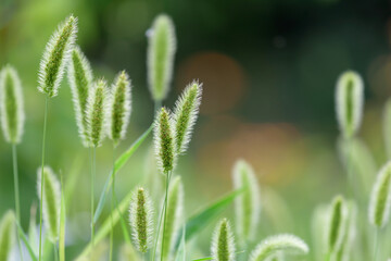 Green bristlegrass, Green foxtail, Close up