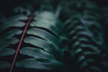 Selective focus closed up tropical summer green leaf background.