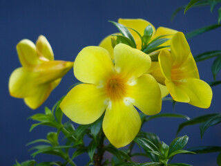 Yellow Allamanda flowers in bloom
