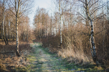 Path in birch forest in early spring with bright blue sky