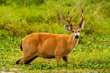 Male of Marsh deer -Blastocerus dichotomus- in Ibera wetland, Argentina