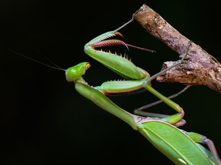 Australian Giant Mantid (Hierodula majuscula)