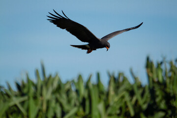 Snail Kite looking for food in a freshwater marsh