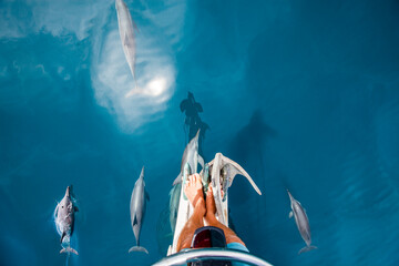 Dolphins on the bow of a yacht