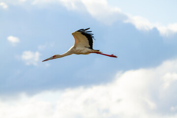 stork flying in a day with enough clouds in Ibera, Argentina
