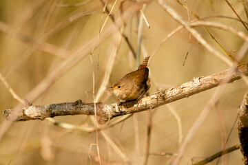 Bird resting on a branch while looking for insects to feed in Ibera