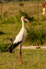 stork standing sideways in a clearing of vegetation in Ibera