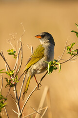 Great pampa-finch resting on a branch while looking for insects to feed in Ibera