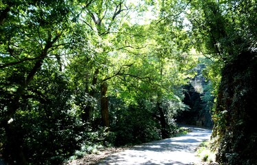 緑　木漏れ日　風景　癒し　歩く