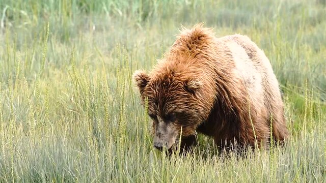A large Grizzly Bear comes very close while eating large bites of grass and vegetation