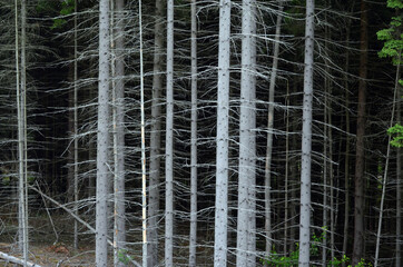 Forest on a summer day in Central Norway
