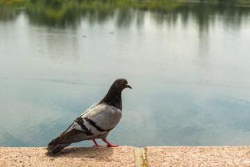 Dove portrait. Sits on a granite stone by the pond. Profile view. Green glare of reflection of grass on the water.