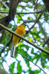 Front view of an Orange-breasted Trogon (Harpactes oreskios) perched on a branch