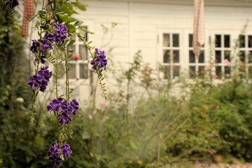 Fototapeta na wymiar Picturesque lavender Asian orchid with a white cottage in the background