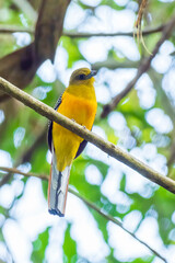 Front view of an Orange-breasted Trogon (Harpactes oreskios) perched on a branch