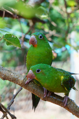 two green parakeets on a branch